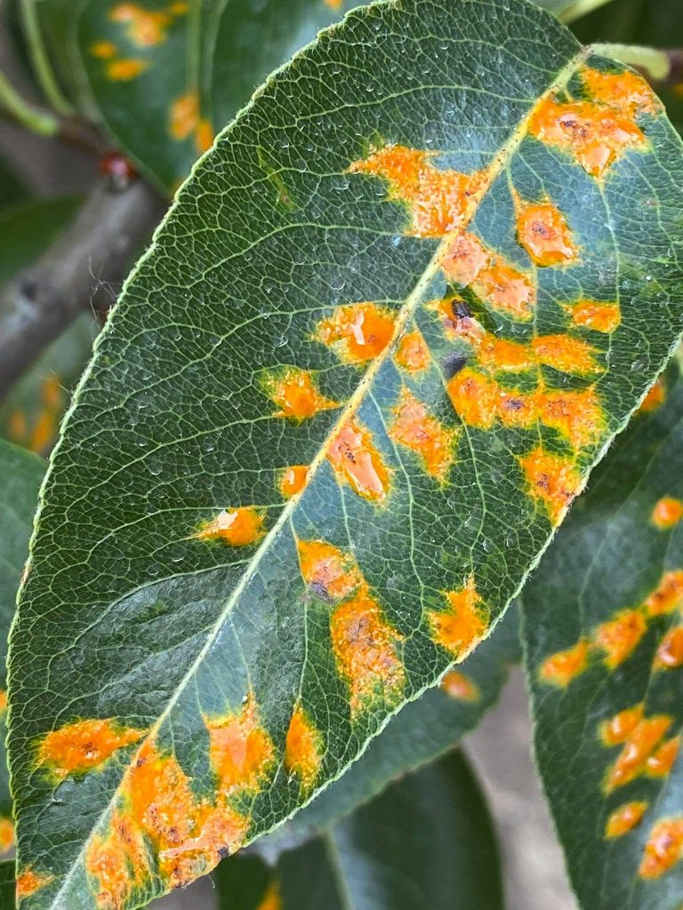 Körterozsda (Gymnosporangium sabinae)