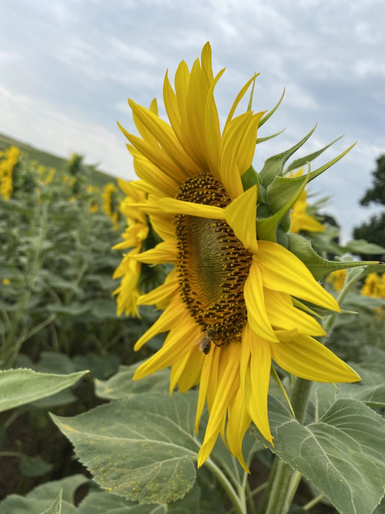 Napraforgó Szeptóriás levélfotosság ( Septoria helianthi)