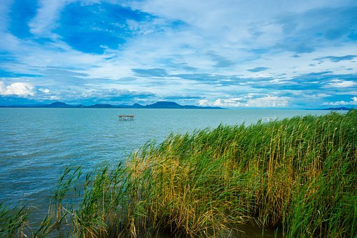 A kékalga visszatért a Balatonba