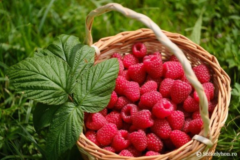 Az egres sorsára van kárhoztatva a magyar málna
