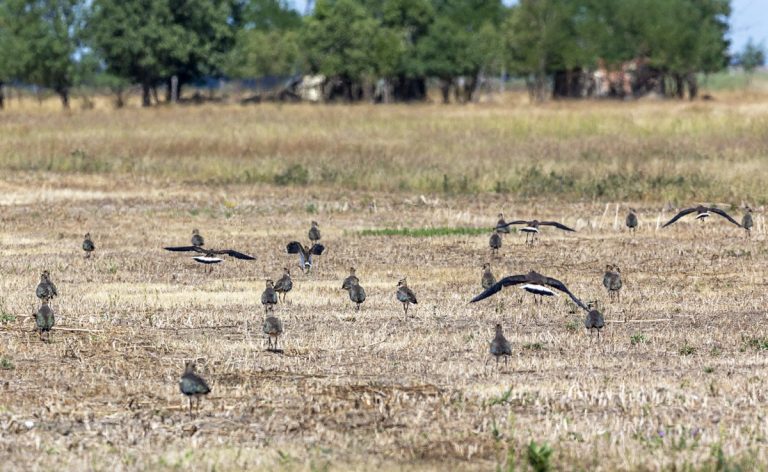 A kaszálások után valóságos madárhadsereg lepi el a kardoskúti pusztát