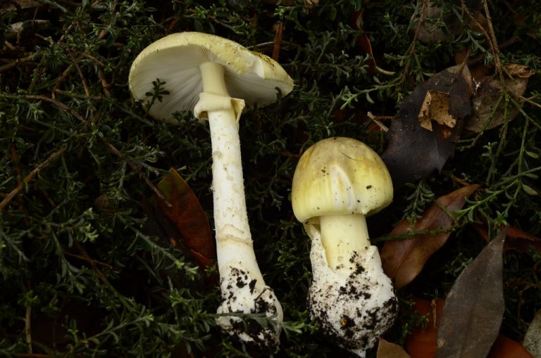 Gyilkos galócát evett viccből egy fiatal, kis híján belehalt