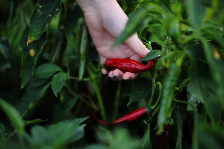 A kertészetben már a technológia részévé váltak a biostimulátorok