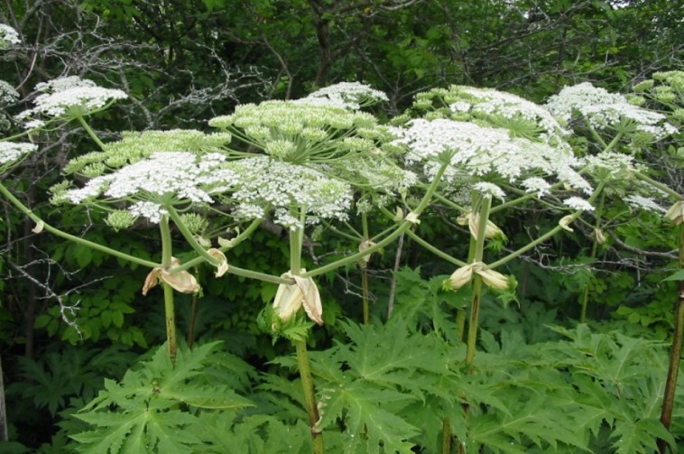 A kaukázusi medvetalp