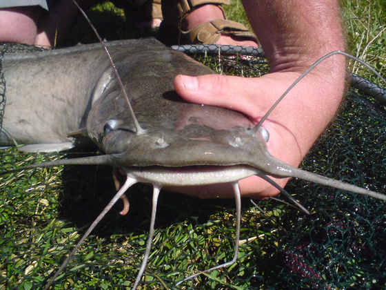 Hazánk egyik kedvenc telepített hala az afrikai harcsa