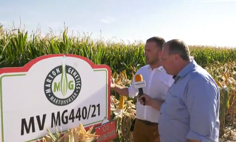 A Marton Genetics új kukorica hibridei