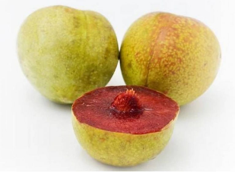 IberPlum szilva-kajszi hibrid