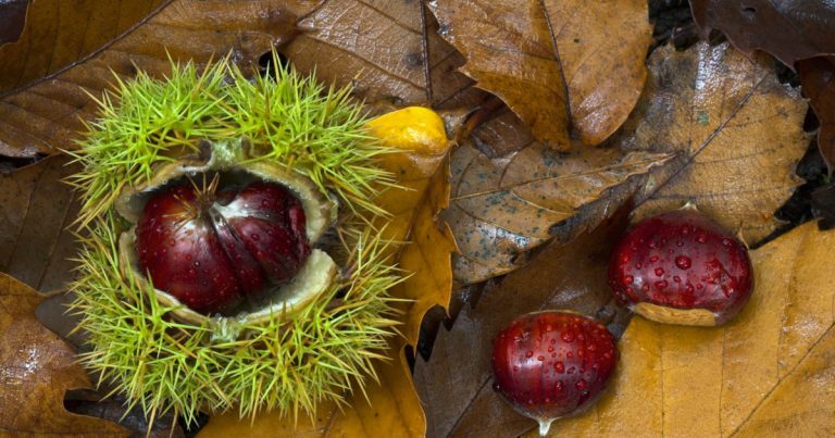 Rengeteg vitamint tartalmaz a szelídgesztenye Rengeteg vitamint tartalmaz a szelídgesztenye