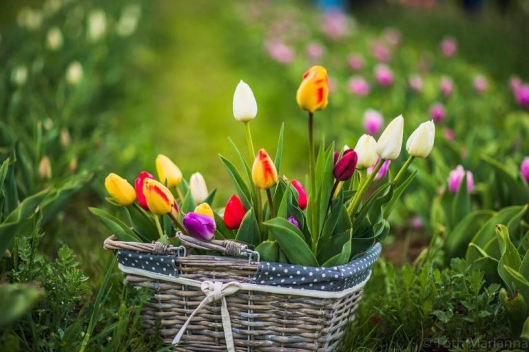 Tavasszal 13 helyszínen nyitja meg kapuit a TulipGarden