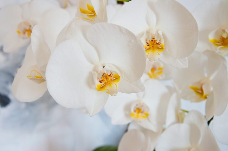 Orchidea otthonápolási tanácsok (videó) Orchidea otthonápolási tanácsok (videó)