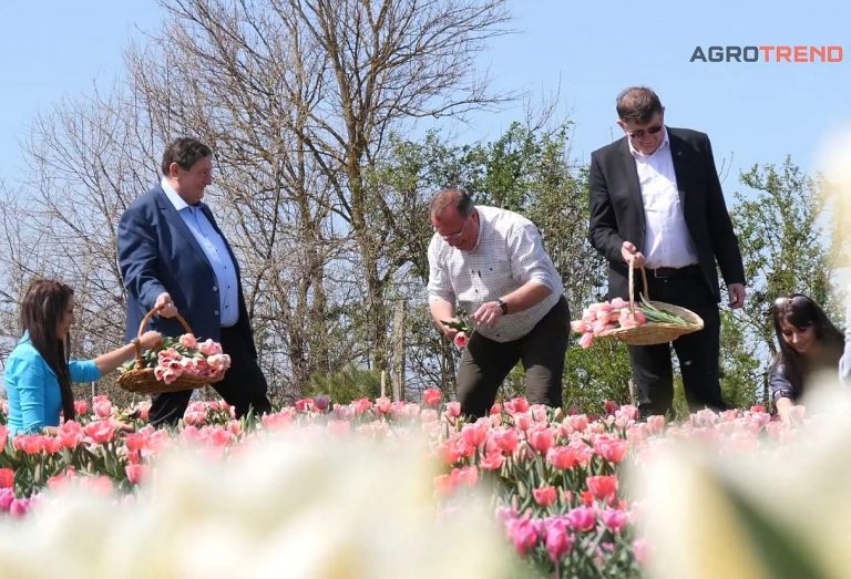 Megnyitották kapuikat az idei tulipánszüretre a TulipGarden kertek (videó)