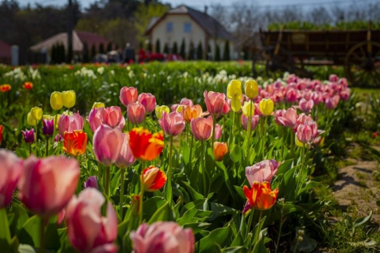 Országszerte több helyszínen kezdődik a tavaszi tulipánszüret