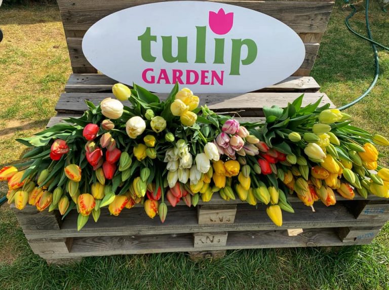 Pecsétgyűjtő – TulipGarden nyereményjáték