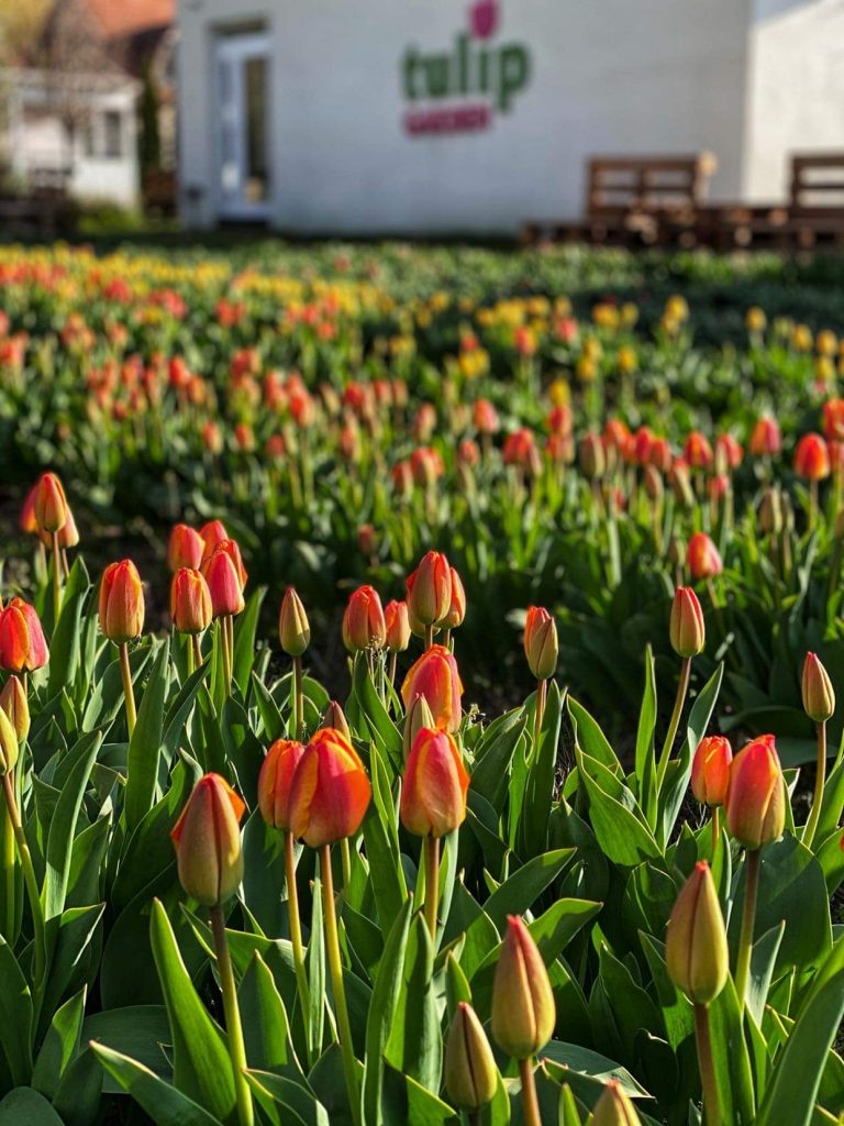 Álomszép tavaszi tulipános kertek