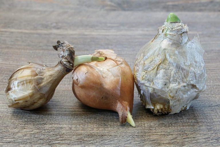 Mit számít a méret a hagymásoknál?