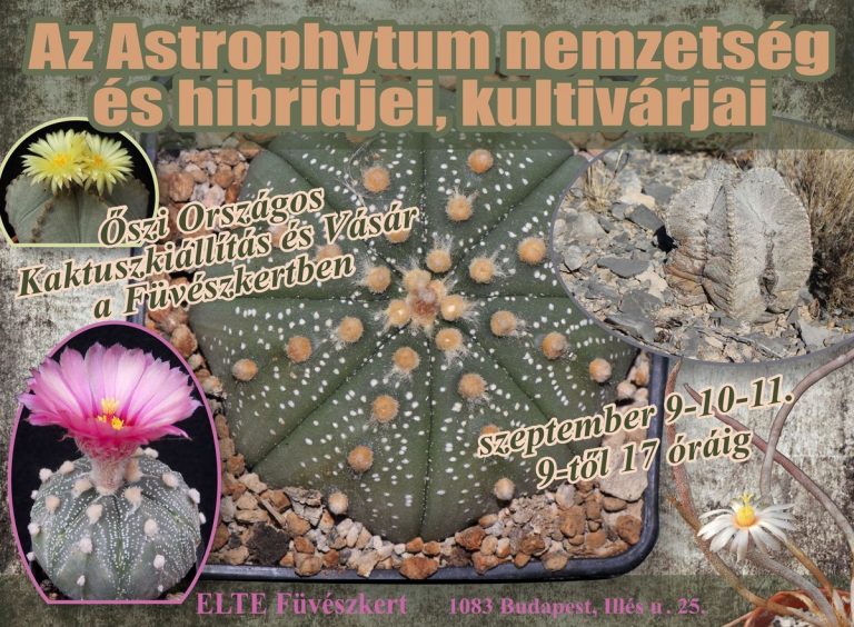 „Astrophytum nemzetség és hibridjei ”az őszi Országos Kaktuszkiállításon és Vásáron a Füvészkertben