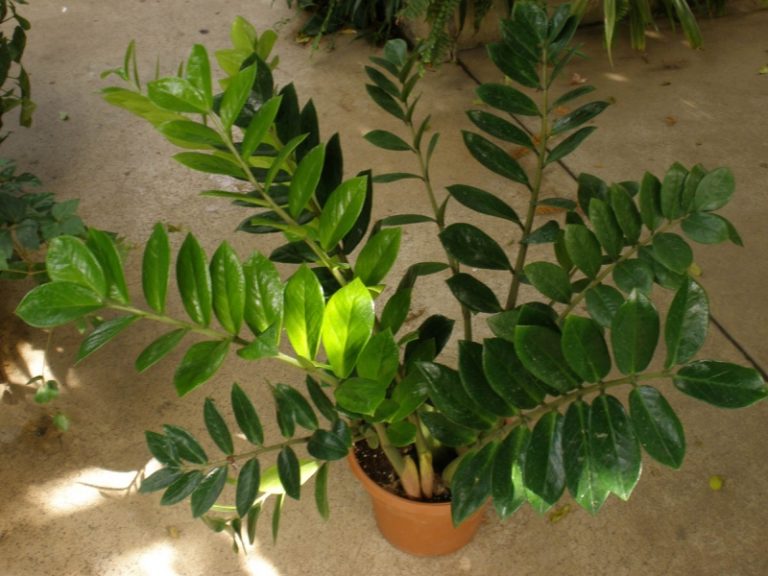 Zamioculcas, agglegénypálma: Miért ez a világ legszívósabb szobanövénye?