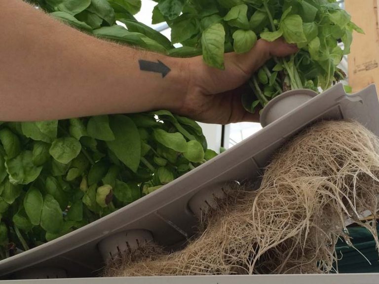 A Kratky hidropónikus termesztés alapjai otthon is