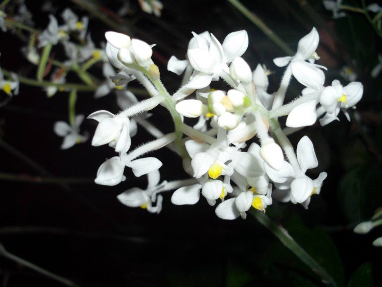 Ékszerorchidea – egy egzotikus szépség a lakásban