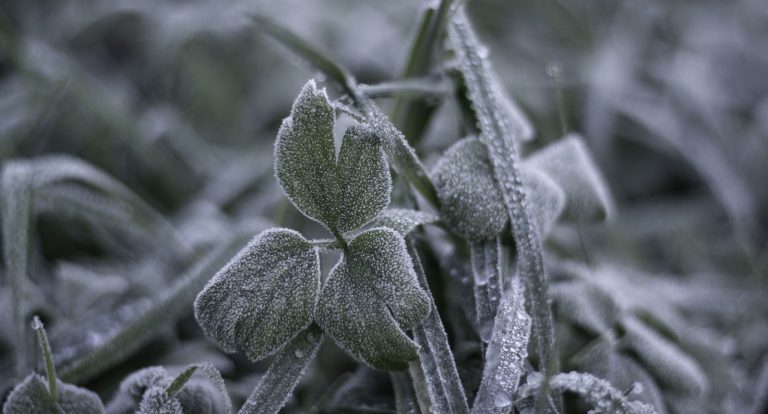 Téli munkák a kertben: tervezz, rendezz, ellenőrizz!