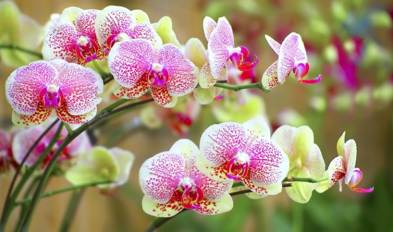 Miért sárgul az orchidea levele?