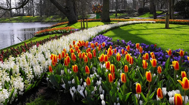 Hamarosan nyílik Hollandia legnagyobb tulipánkertje