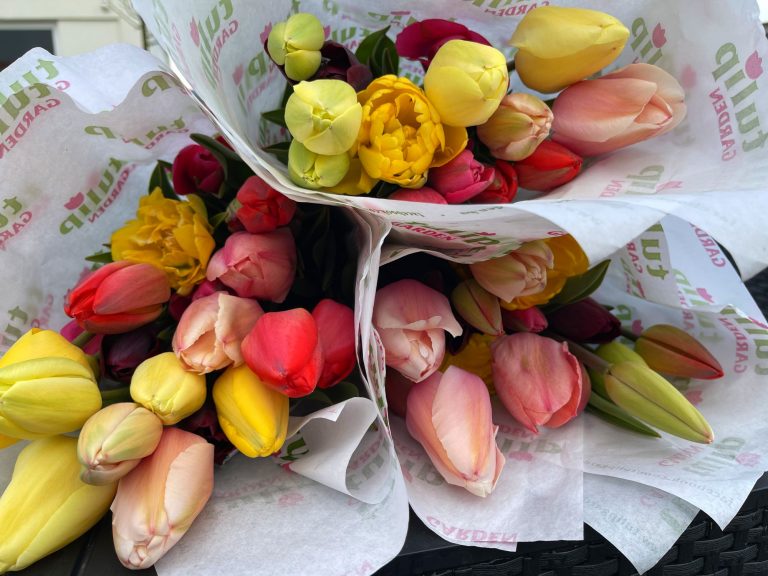 Hamarosan nyitnak „szedd magad” tulipánkertjeink az országban