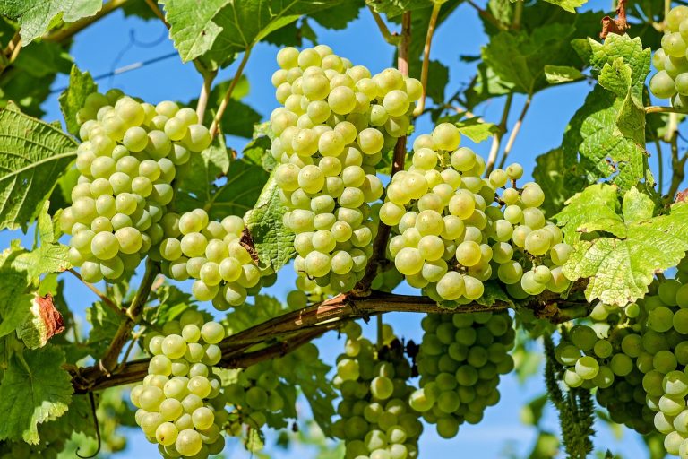 Szőlőmetszés egyszerűen: ezeket sokan nem tudják