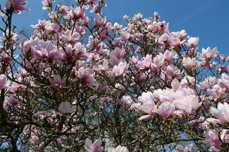 Mi a különbség a liliomfa és a tulipánfa között?