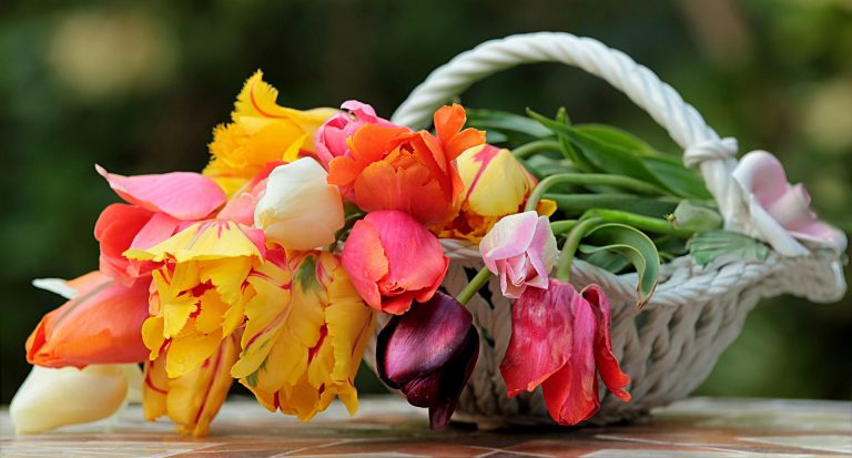 Kétszer annyi ideig virágzik a tulipán ezzel a trükkel