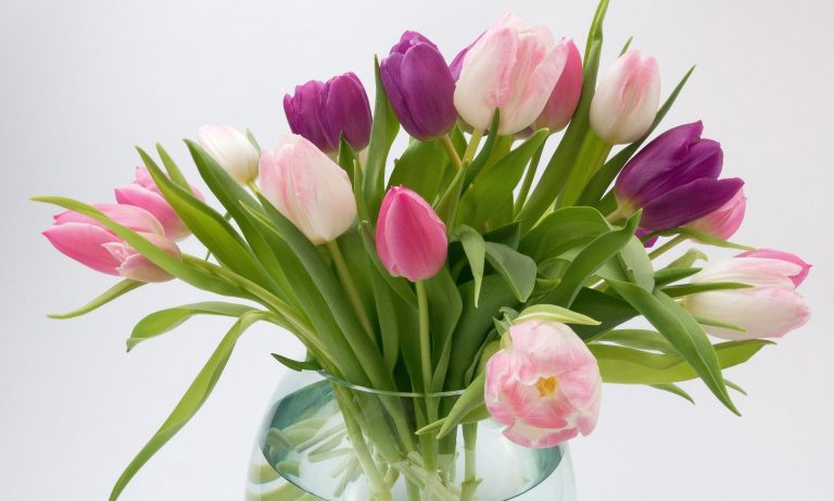 Így marad sokáig gyönyörű vázában a tulipán