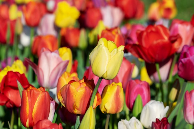 Hogyan hódította meg a tulipán Európát?