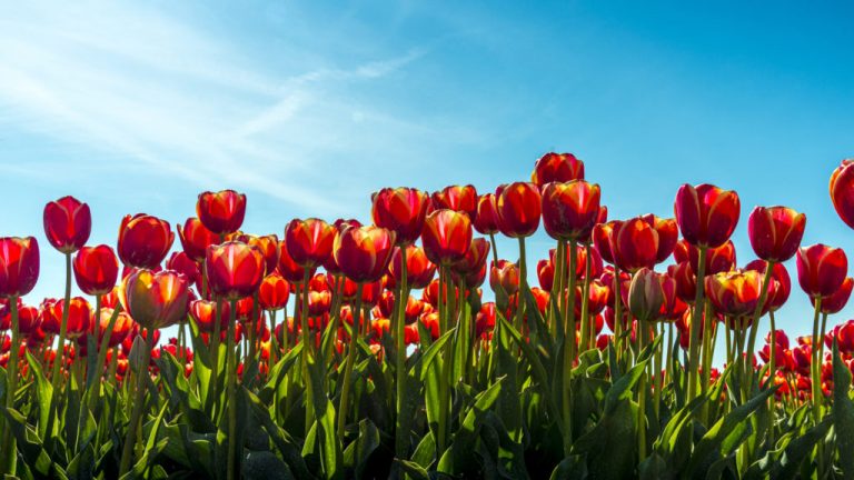 Tulipánt a TulipGardenből!