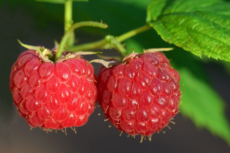 A málna gondozása: 3 szakmai tipp a bőséges termésért