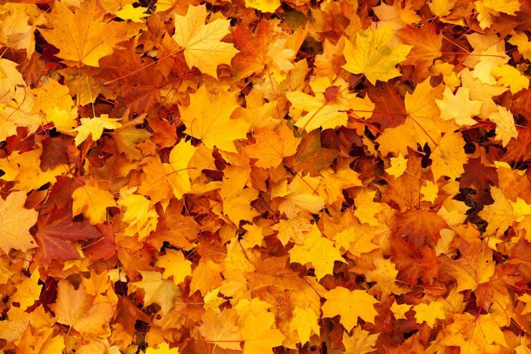 Ne dobja ki! – Hogyan használjuk okosan az őszi leveleket?