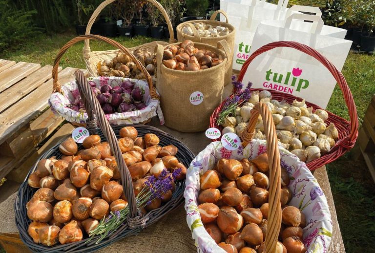 Most ültessünk tulipánhagymát, hogy jövőre szépen virágozzon