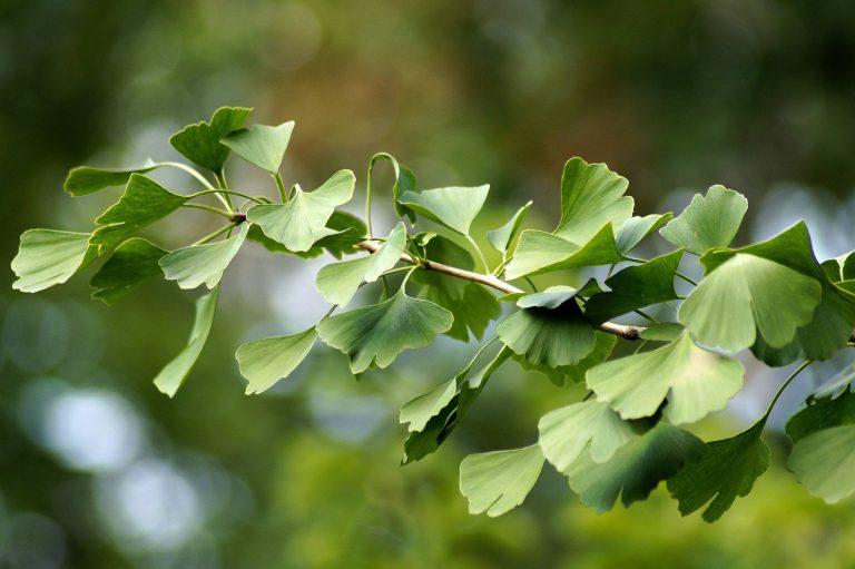 Gingko-kultusz, avagy a fa, amely meghódította az időt