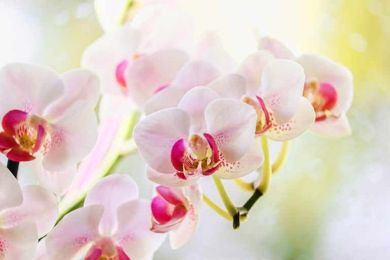 Így lehelj életet a haldokló orchideába