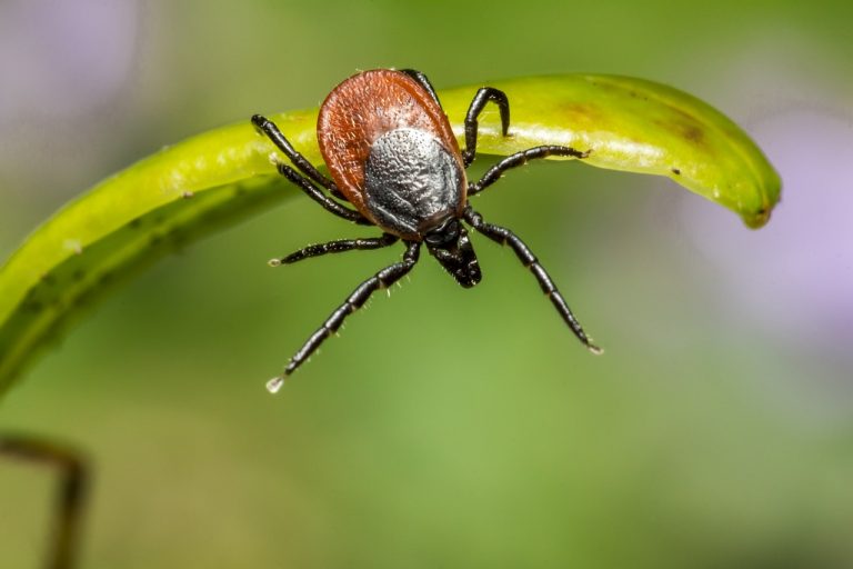 Idén a vártnál hamarabb bújhatnak elő a kullancsok