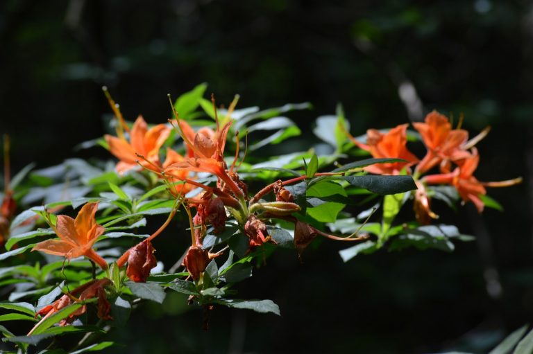 Rododendronok tavaszi fényben: varázslatos látvány a Vas megyei varázskertben