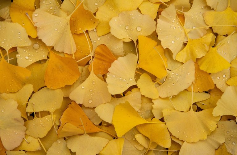 Színes palettája van a Gingko fajtáinak, odafigyeléssel a kiskertünk ékköve lehet Színes palettája van a Gingko fajtáinak, odafigyeléssel a kiskertünk ékköve lehet