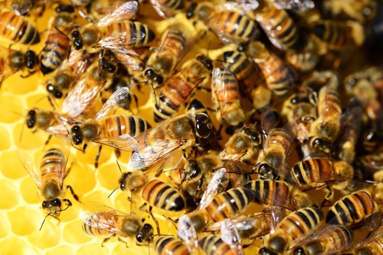 Természetes gyógyerő: A méhpempő titkai