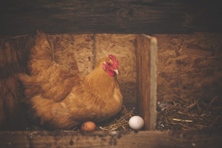 Nagyanyáink még tartották – Eltűntek a tyúkok a kiskertből?