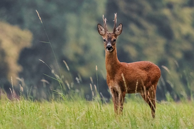 Rejtélyes körök nyomában, az őzbakok titkai