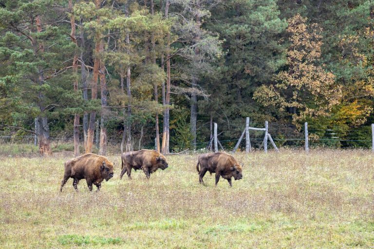A bölényekről mesél az Őrség legújabb tanösvénye