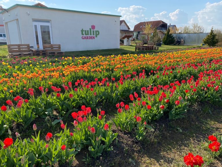 Elkezdődött a tulipánhagyma ültetésének az időszaka