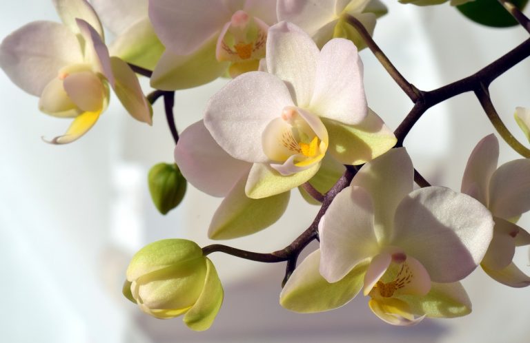 Ezzel a növénnyel az orchideád még több virágot hozhat