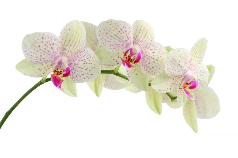 Így kell öntözni az orchideát
