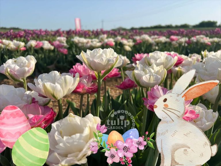 Hamarosan várják a vendégeket az ország TulipGardenjei