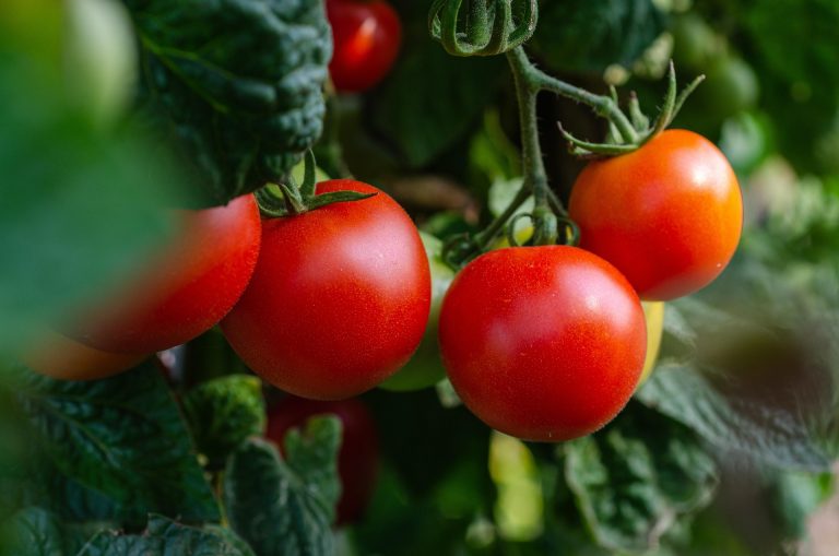 Az alkalmazkodó termelés jövője a kertünkben